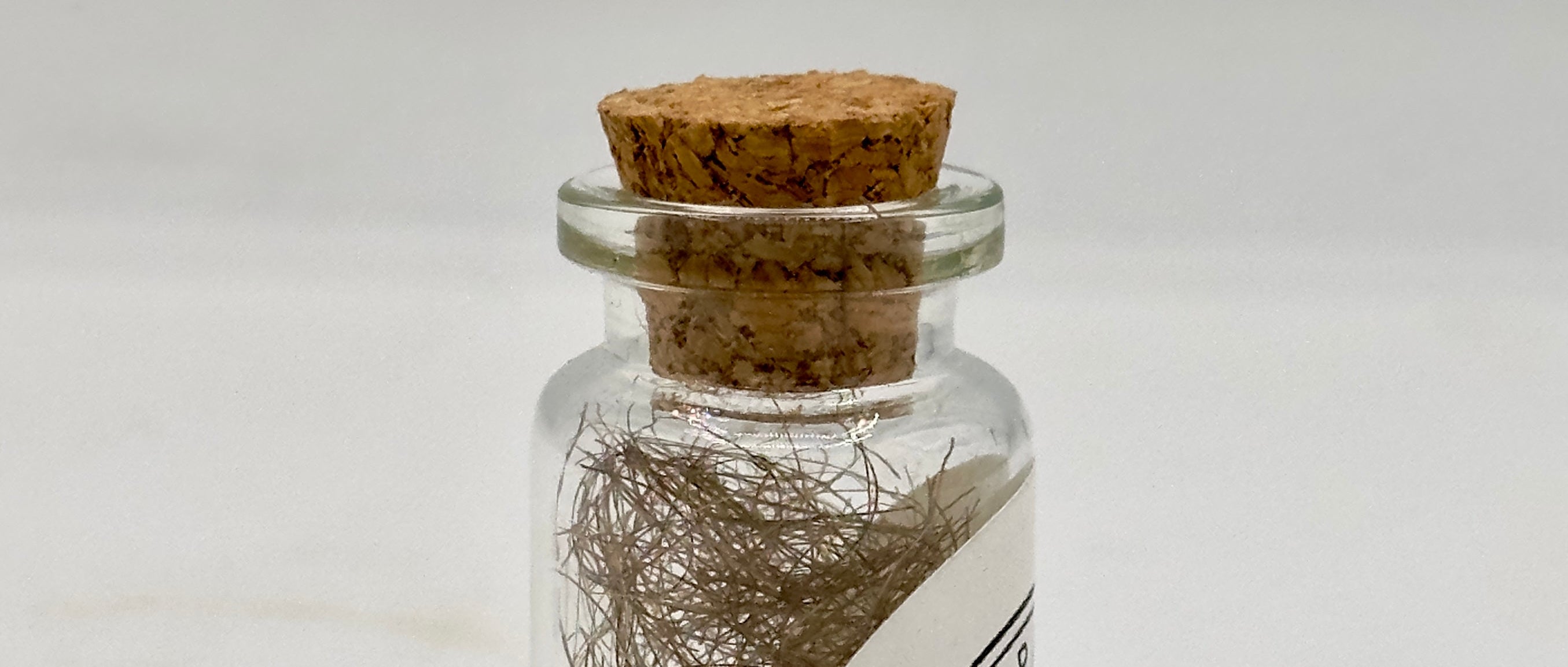Axial Growth Study l (2026)